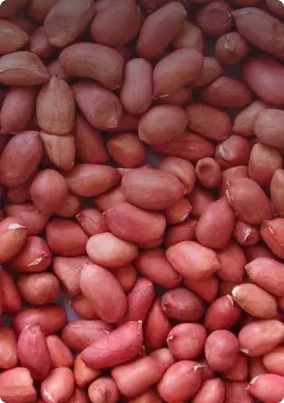 Sultan Agro Impeks