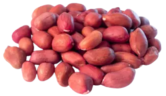 Sultan Agro Impeks