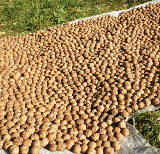 Sultan Agro Impeks