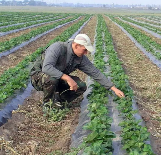 Sultan Agro Impeks