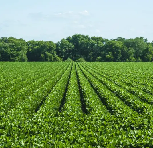 Sultan Agro Impeks
